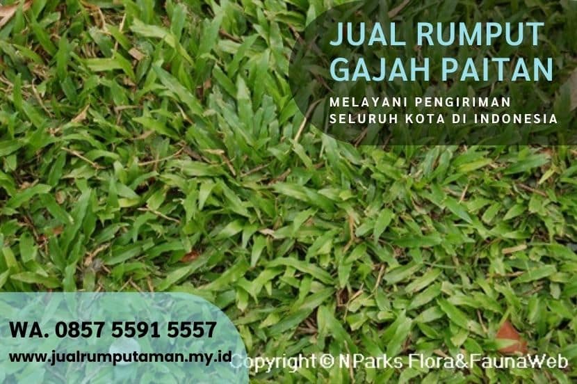 Harga Rumput Gajah Paitan Ngawi Rp.15.000 Per M2