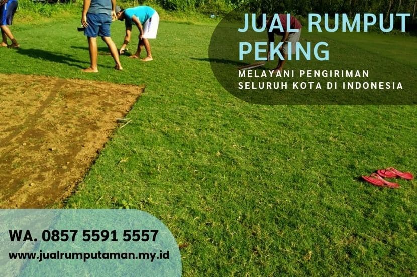 Jual Rumput Peking Mungkid Per M2 Murah