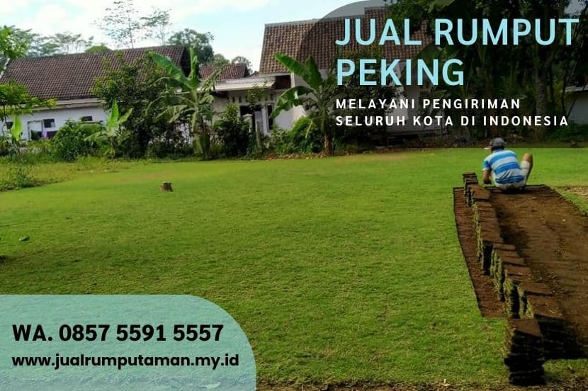 Harga Rumput Peking Magetan Per M2 Murah