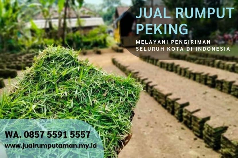 Harga Rumput Peking Magetan Per M2 Murah