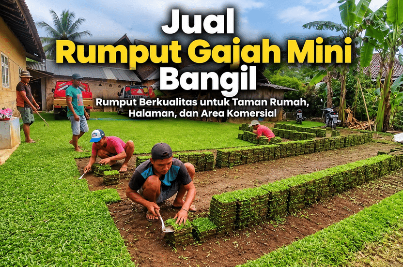 Jual Rumput Gajah Mini Bangil | Harga & Jasa Tanam
