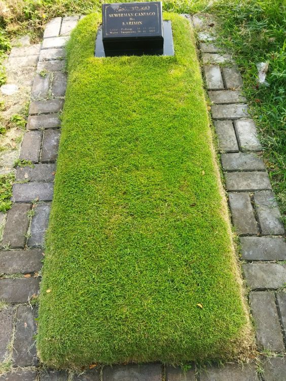 Cara Merawat Rumput Jepang di Makam