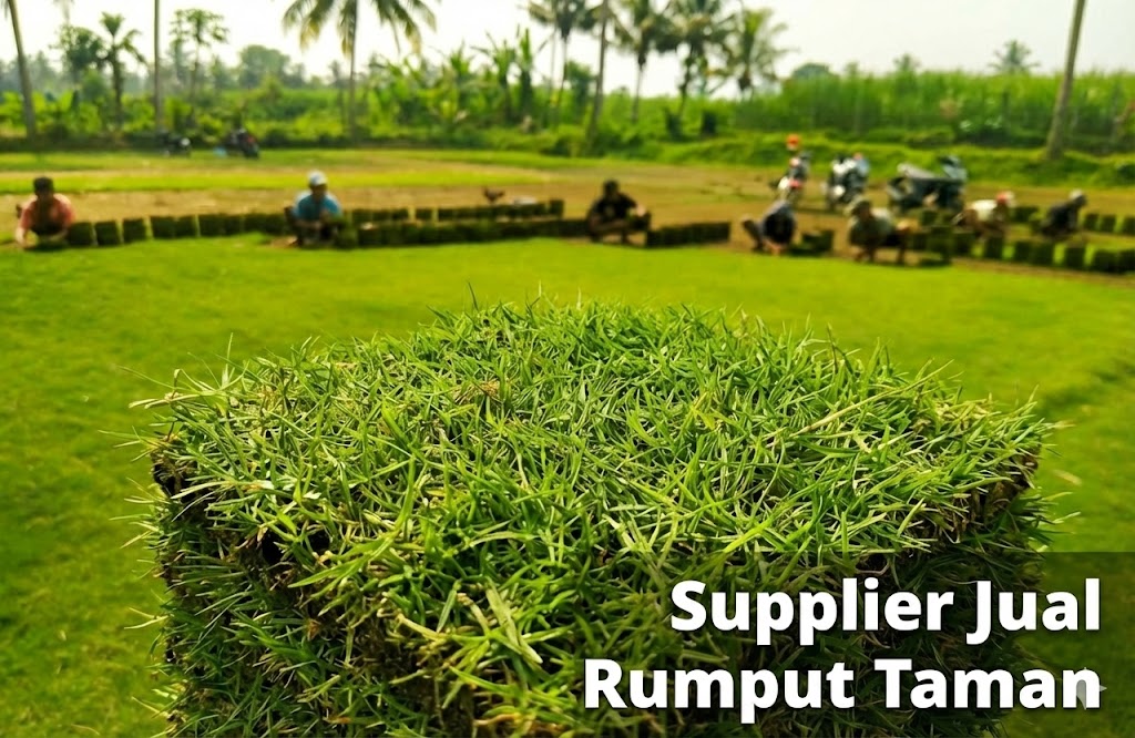 Jenis-Jenis Rumput Taman Paling Laris di Indonesia dan Kegunaannya