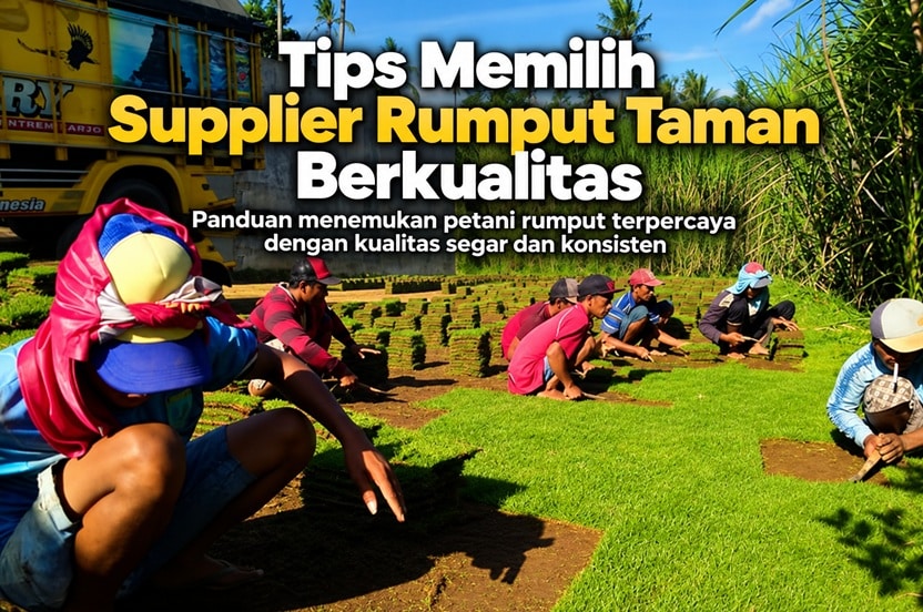 Tips Memilih Supplier Rumput Berkualitas